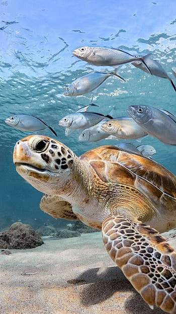 turtle charm, Laptop beauty, Mobile delight, Versatile HD phone wallpaper