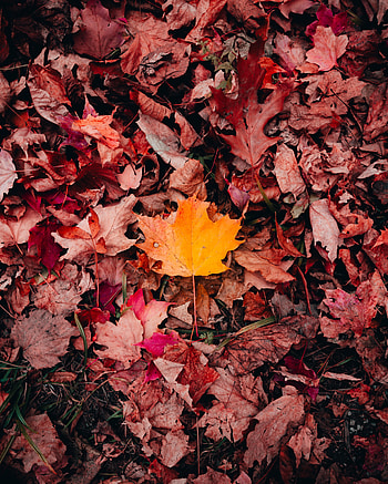 Nature, Grass, Autumn, Leaves, Macro, Maple HD phone wallpaper