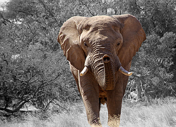 Animals, Grass, Elephant, Trunk HD wallpaper