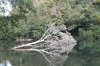 dead tree, white, reflection, dead, lake, tree HD wallpaper
