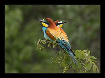 Lovers2, birds, twin, animals, couple, colors, lovers HD wallpaper