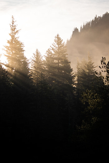 Nature, Trees, Forest, Fog, Morning, Sunlight HD phone wallpaper