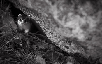 Ferret beauty, delight, Endearing pet, Captivating HD wallpaper