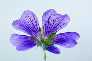Close-up of a vibrant purple cranesbill geranium flower petal detail. HD wallpaper