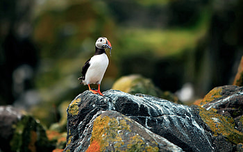 Animals, Rock, Bird, Beak, Stone, Toucan HD wallpaper