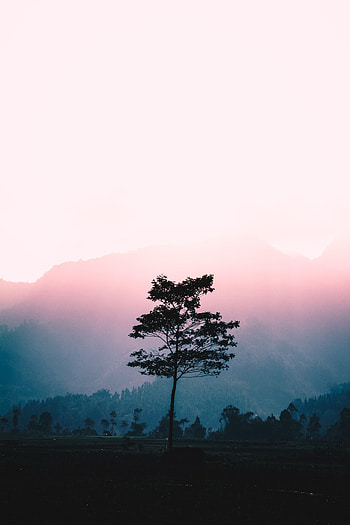 Landscape, Nature, Dawn, Wood, Tree, Fog, Sunlight HD phone wallpaper
