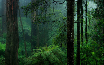 Cedar Tree, Forest , Enchanting landscapes, Ultra HD wallpaper