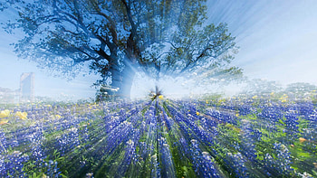Texas Bluebonnets, morning, blossoms, landscape, flowers, spring, misty, usa, tree HD wallpaper