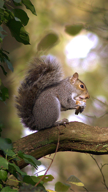 Gray squirrel , High-resolution , Beautiful fur, Lovely creature HD phone wallpaper