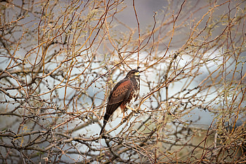 Animals, Bird, Brown, Branches, Predator, Hawk HD wallpaper