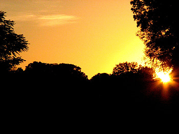 country evening, golden, trees, ohio, sunset HD wallpaper