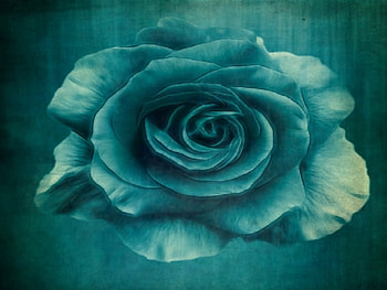 Blue Rose, blue, rose, pretty, nature, flowers HD wallpaper