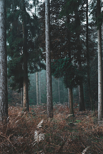 Pine, Nature, Trees, Grass, Forest HD phone wallpaper