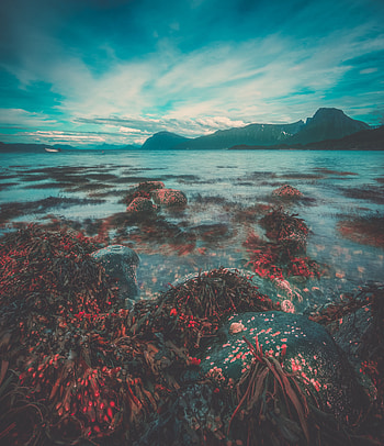 Nature, Sky, Rock, Coast, Norway HD phone wallpaper