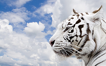 Animals, Tigers HD wallpaper
