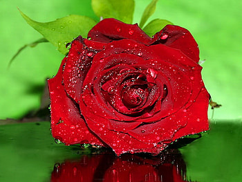 Wet beauty, drops, beauty, nice, rose, pretty, flower, green, red, lovely HD wallpaper