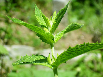 Spearmint Wikipedia, Mentha spicata, Aromatic herb, Medicinal uses HD wallpaper