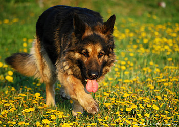 princess_and_the_meadow, dog, animal, meadow, flowers HD wallpaper