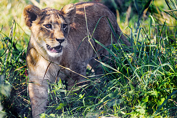 Animals, Grass, Young, Lion, Predator, Animal, Joey, Lion Cub HD wallpaper