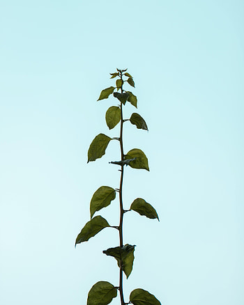 Nature, Leaves, Plant, Stem, Stalk HD phone wallpaper