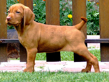Hungarian wirehaired vizsla, sweet, dog, puppy, grass HD wallpaper