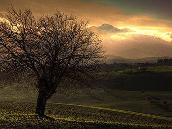 Sunset, amazing, nice, tree HD wallpaper