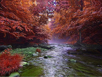 River Through the Trees, trees, river, autumn, water HD wallpaper
