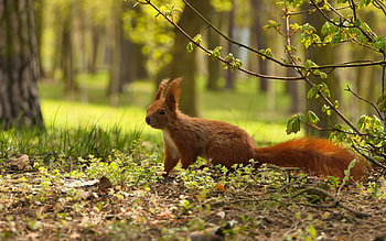Squirrel, animal, leaves, trees, forest HD wallpaper