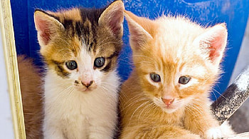 Kitten Sisters, animals, pets, cats, nature, kittens HD wallpaper