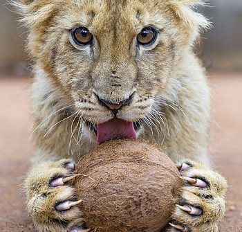 Lion cub with a coconut 