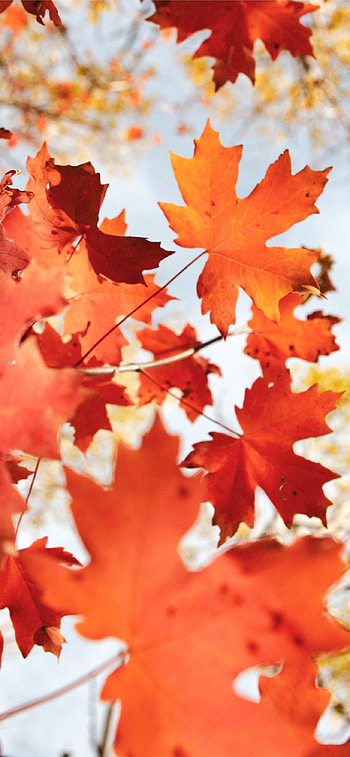 Brown maple leaf, , , Nature's beauty HD phone wallpaper