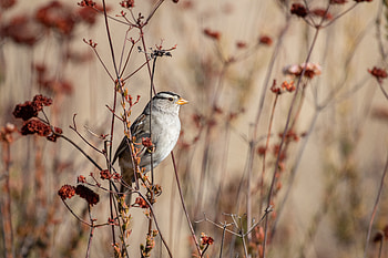 Animals, Bird, Sparrow, Branch, Grey HD wallpaper