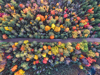 Autumn Path Of Forest Drone View, autumn, forest, aerial, drone-view, nature HD wallpaper