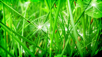 Grass, Leaves, Macro, Dandelion, Seeds, Seed HD wallpaper