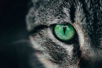 Cat, Macro, Close-Up, Eye, Pupil HD wallpaper