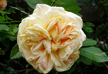 wonder rose, rose, summer, bloom, peach HD wallpaper