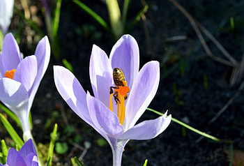 White Crocus with Bee, plant, garden, spring, insect, blossom HD wallpaper