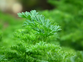 Parsley herb, Stunning , , Pexels stock HD wallpaper