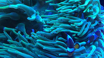 Sea Anemone, , , Baltana HD wallpaper