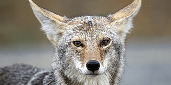 Close-up, Coyote HD wallpaper