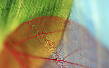 Leaves, Macro, Blur, Smooth, Veins HD wallpaper
