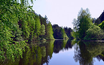 Crystal Lake, reflection, crystal, pine, trees, nature, forest, lake HD wallpaper