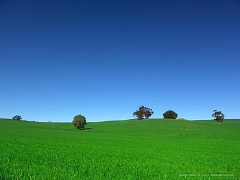 Nice weather!, Green, Grass, Trees, Blue, Sky HD wallpaper