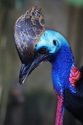 Beautiful casoar portrait, Bali Bird Park encounter, Stunning graphy, Exotic bird species HD phone wallpaper