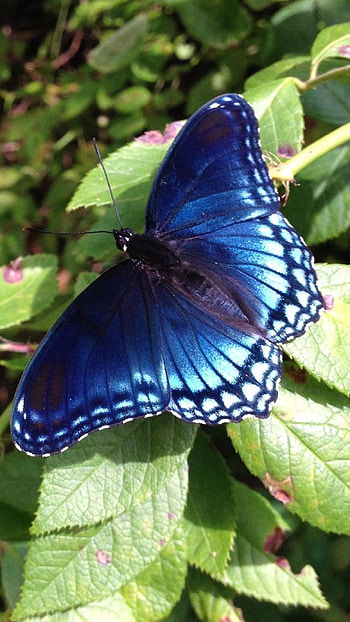 Blue Butterfly, Adorable, Aesthetic HD phone wallpaper