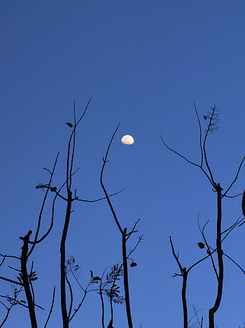 Nature, Moon, Silhouette, Branches, Evening HD phone wallpaper