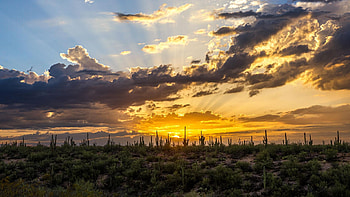 Desert sunset in Southern Arizona, sky, cactuses, dunes, clouds, landscape, usa HD wallpaper