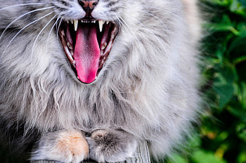 Animals, Cat, Fluffy, Grey, Protruding Tongue, Tongue Stuck Out, Zev, Throat HD wallpaper