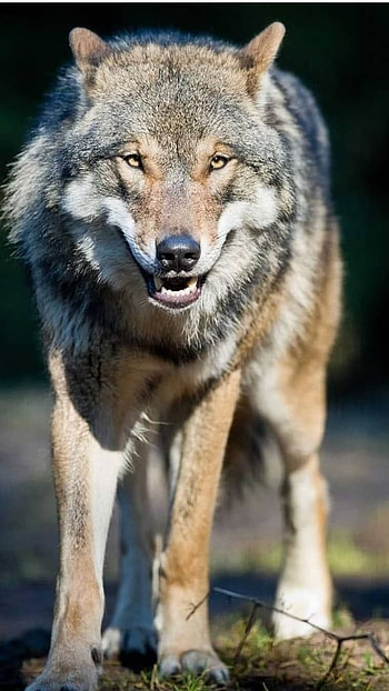 Wolf, Wild Wolf HD phone wallpaper