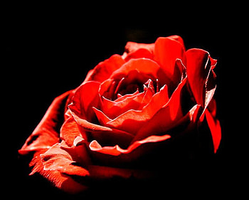 Red, rose, black background, love, beauty HD wallpaper
